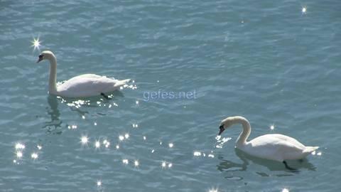 Gefes Царевна Лебедь в Италии на море
